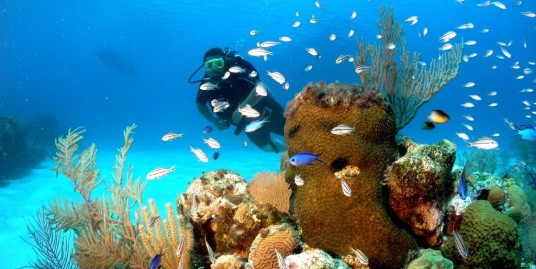 Roatan Diving