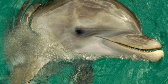 Dolphin at play